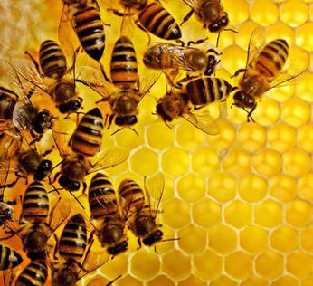 Produse apicole împotriva inflamației la nivelul prostatei