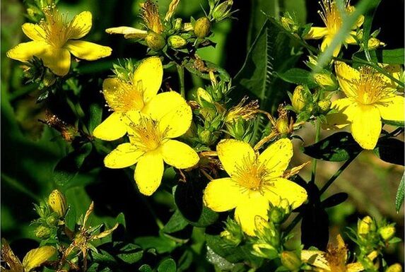 Sunătoarea este o plantă medicinală care ajută la combaterea prostatitei